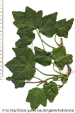 '