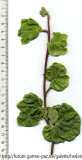 '