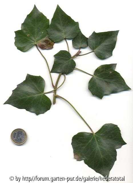 '