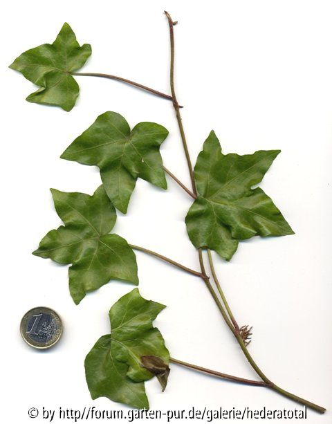 '