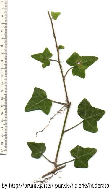'