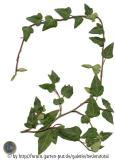 '