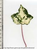 '