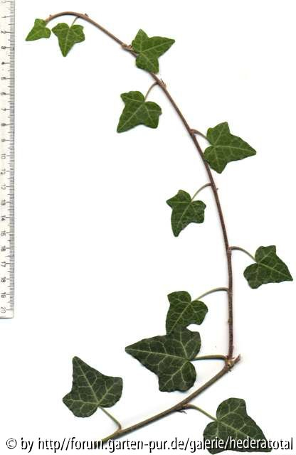 '