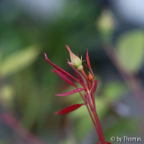 Mutabilis Knospe