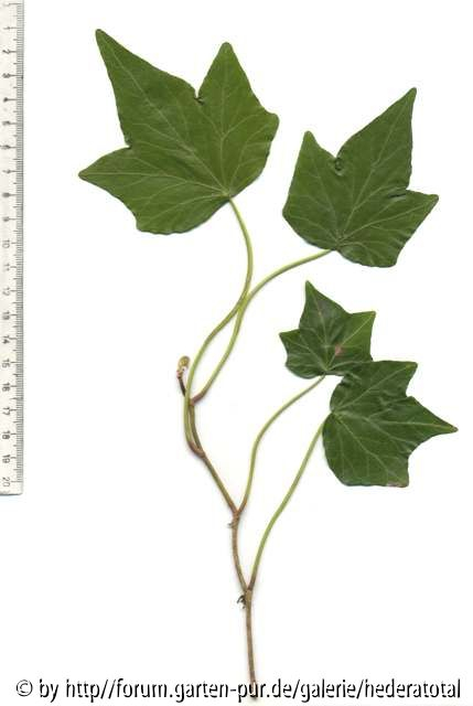 '