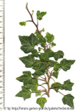 '