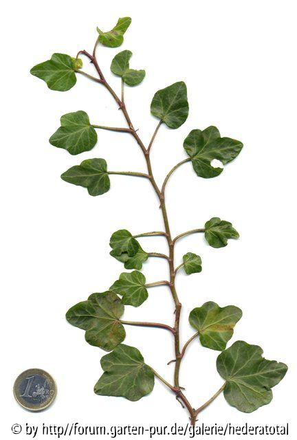 '