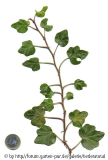 '