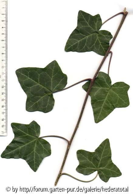 '