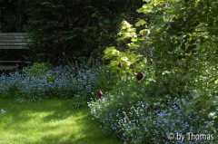Gartenecke mit Vergissmeinnicht und Acer shirasawanum aureum