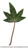 '