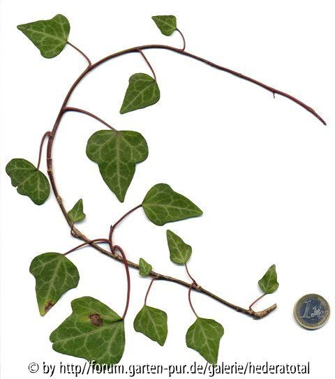 '