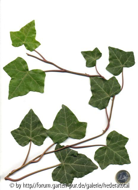 '