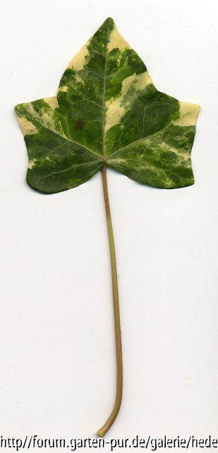 '