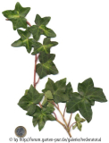 '