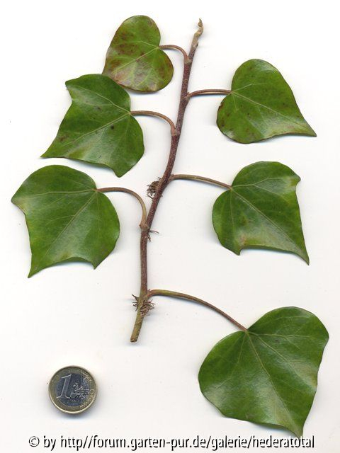 '