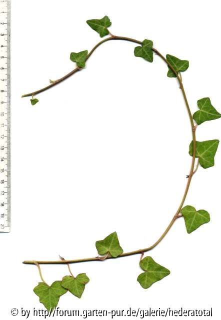 '