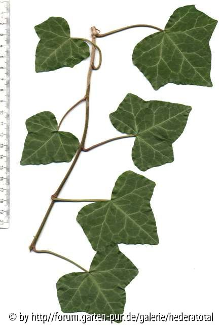 '