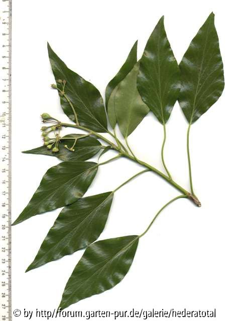 '