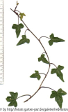 Hedera nepalensis Übergangsform