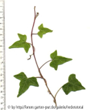 '