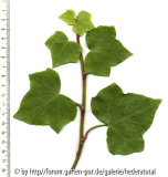 Hedera marrocana