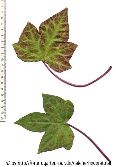 '