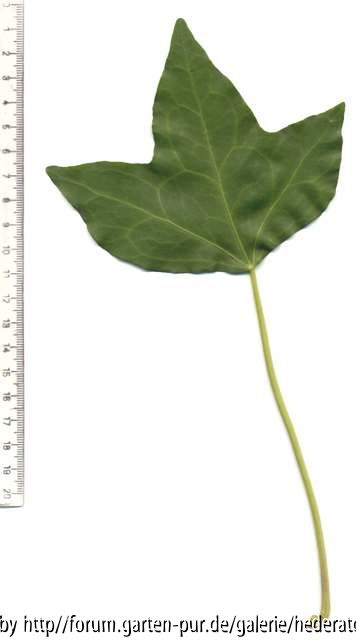 Hedera maderensis