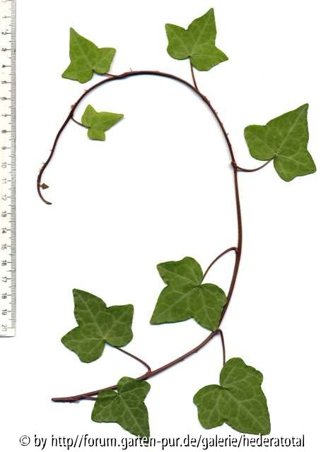 Hedera rhombea