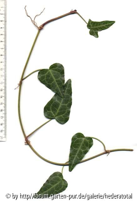 Hedera pastuchovii