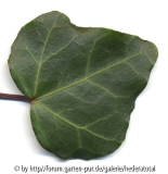 '
