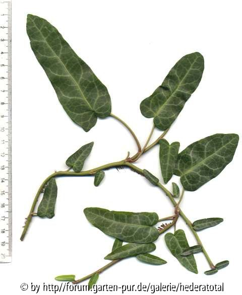 '
