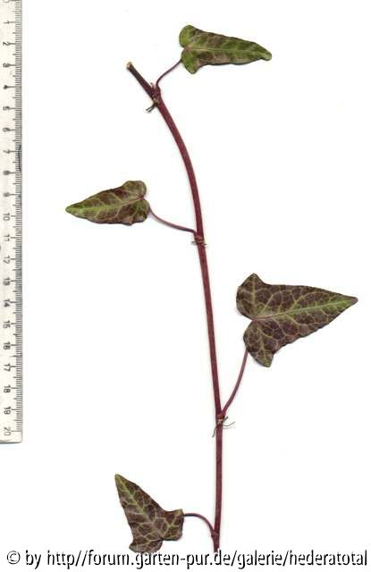 '