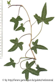 Hedera nepalensis