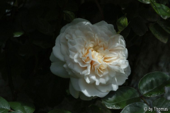 Rose Sombreuil