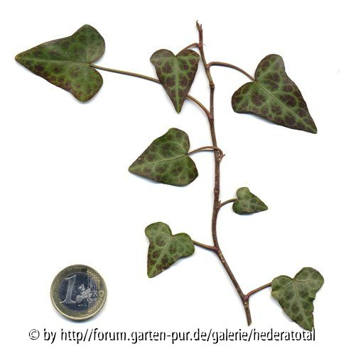 Hedera nepalensis var. sinensis