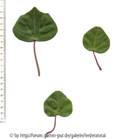 '