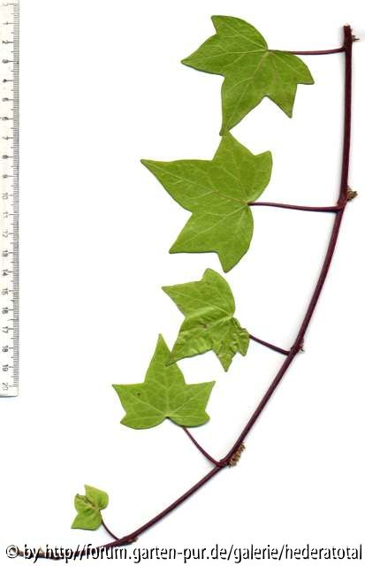 Hedera algeriensis