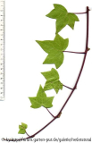 Hedera algeriensis
