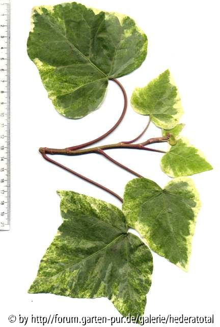 '