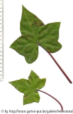 '