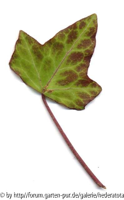 '