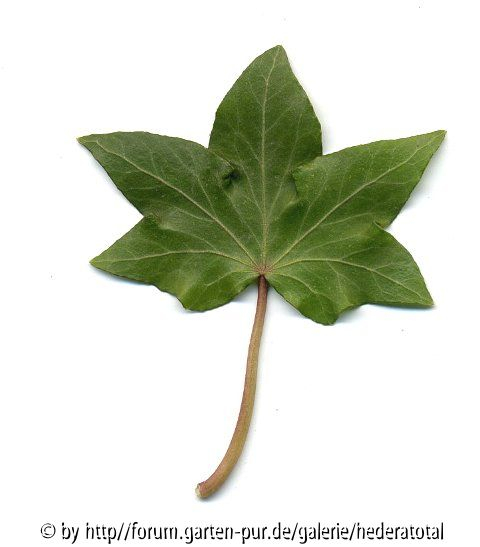 '