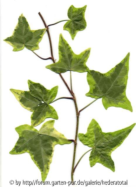 '