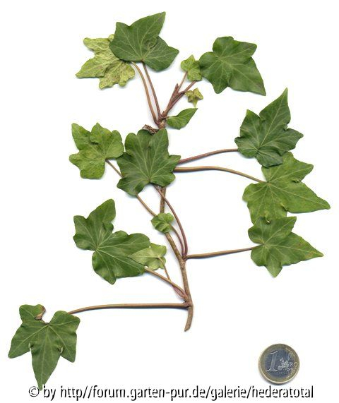 '