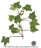 '