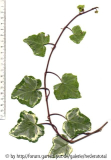 '