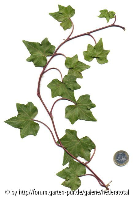 '