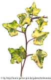 '